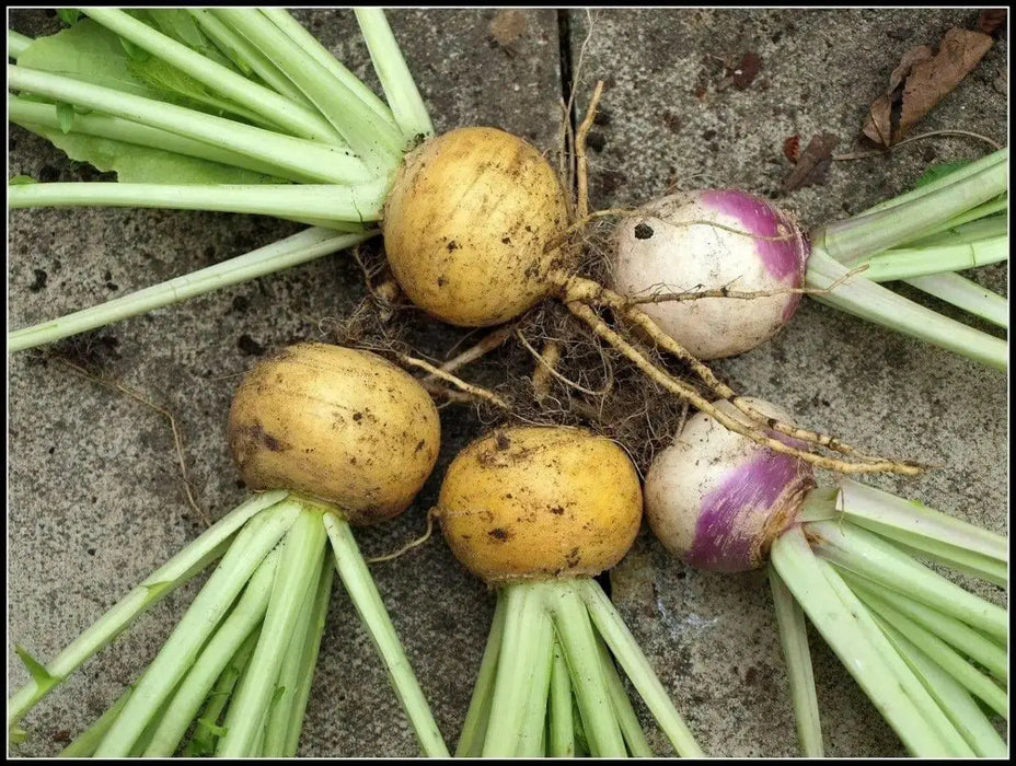 Golden Ball Turnip seeds , Heirloom VEGETABLE - Caribbean garden seed