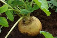 Golden Ball Turnip seeds , Heirloom VEGETABLE - Caribbean garden seed