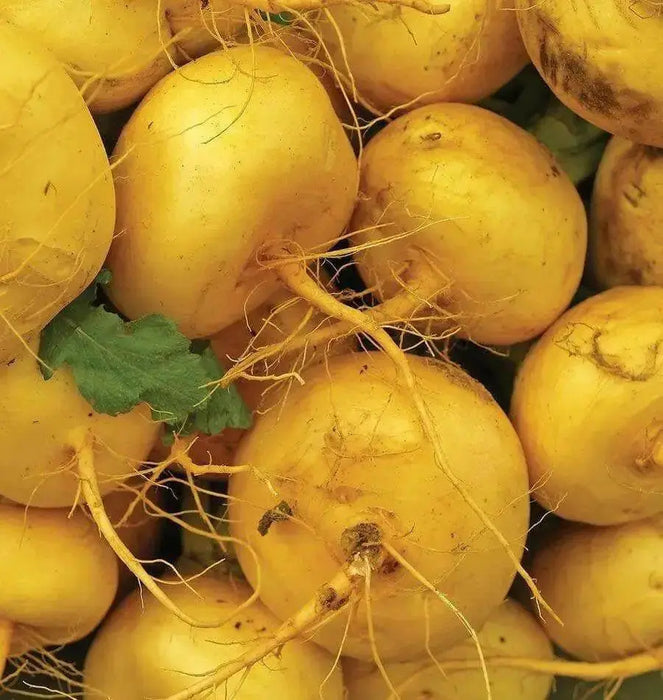 Golden Ball Turnip seeds , Heirloom VEGETABLE - Caribbean garden seed