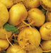 Golden Ball Turnip seeds , Heirloom VEGETABLE - Caribbean garden seed