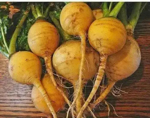 Golden Ball Turnip seeds , Heirloom VEGETABLE - Caribbean garden seed