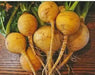 Golden Ball Turnip seeds , Heirloom VEGETABLE - Caribbean garden seed