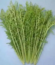 Golden Streak ,MUSTARD SEEDS  (Brassica juncea) ASIAN VEGETABLE.