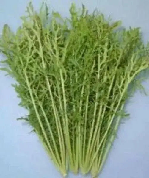 Golden Streak ,MUSTARD SEEDS  (Brassica juncea) ASIAN VEGETABLE.