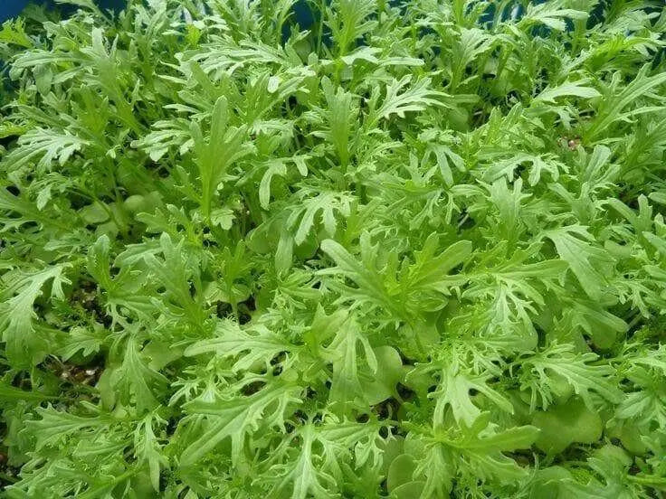 Golden Streak ,MUSTARD SEEDS  (Brassica juncea) ASIAN VEGETABLE.