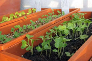 Golden Streak ,MUSTARD SEEDS  (Brassica juncea) ASIAN VEGETABLE.