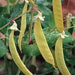 Golden Sweet Pea ~ EDIABLE PODDED ~ Heirloom, NON Gmo ! - Caribbean garden seed