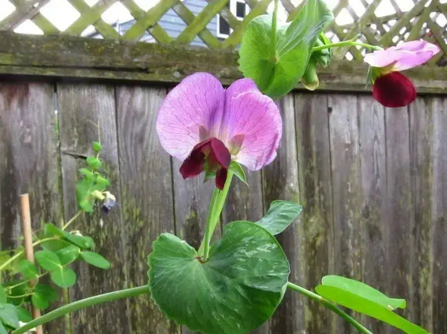Golden Sweet Pea ~ EDIABLE PODDED ~ Heirloom, NON Gmo ! - Caribbean garden seed
