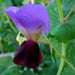 Golden Sweet Pea ~ EDIABLE PODDED ~ Heirloom, NON Gmo ! - Caribbean garden seed
