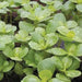 Golden Purslane Seeds ,Succulent  Herb - Caribbean garden seed
