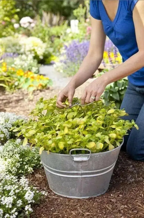 Golden Purslane Seeds ,Succulent  Herb - Caribbean garden seed