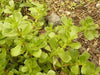 Golden Purslane Seeds ,Succulent  Herb - Caribbean garden seed