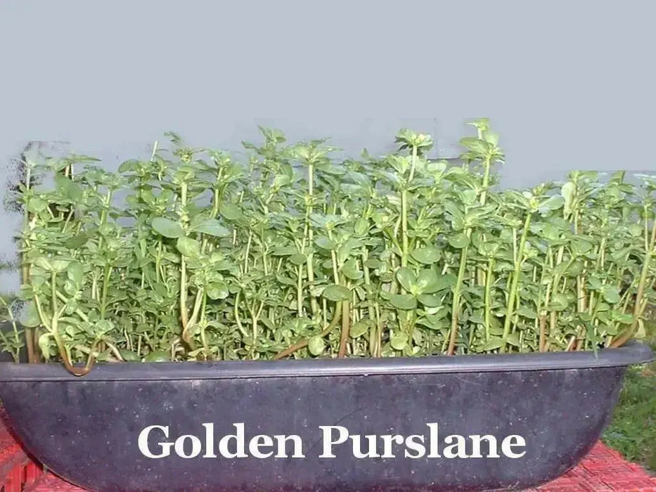 Golden Purslane Seeds ,Succulent  Herb - Caribbean garden seed