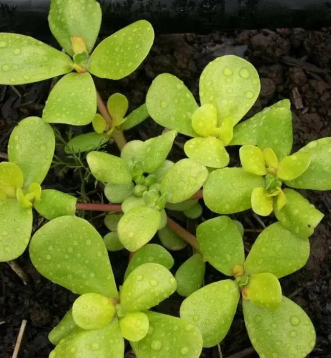 Golden Purslane Seeds ,Succulent  Herb - Caribbean garden seed