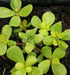 Golden Purslane Seeds ,Succulent  Herb - Caribbean garden seed