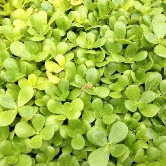 Golden Purslane Seeds ,Succulent  Herb - Caribbean garden seed