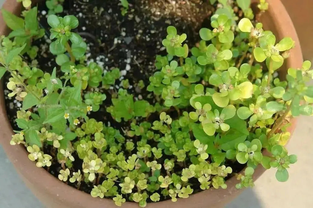 Golden Purslane Seeds ,Succulent  Herb - Caribbean garden seed
