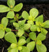Golden Purslane Seeds ,Succulent  Herb - Caribbean garden seed