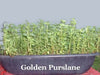 Golden Purslane Seeds ,Succulent  Herb - Caribbean garden seed