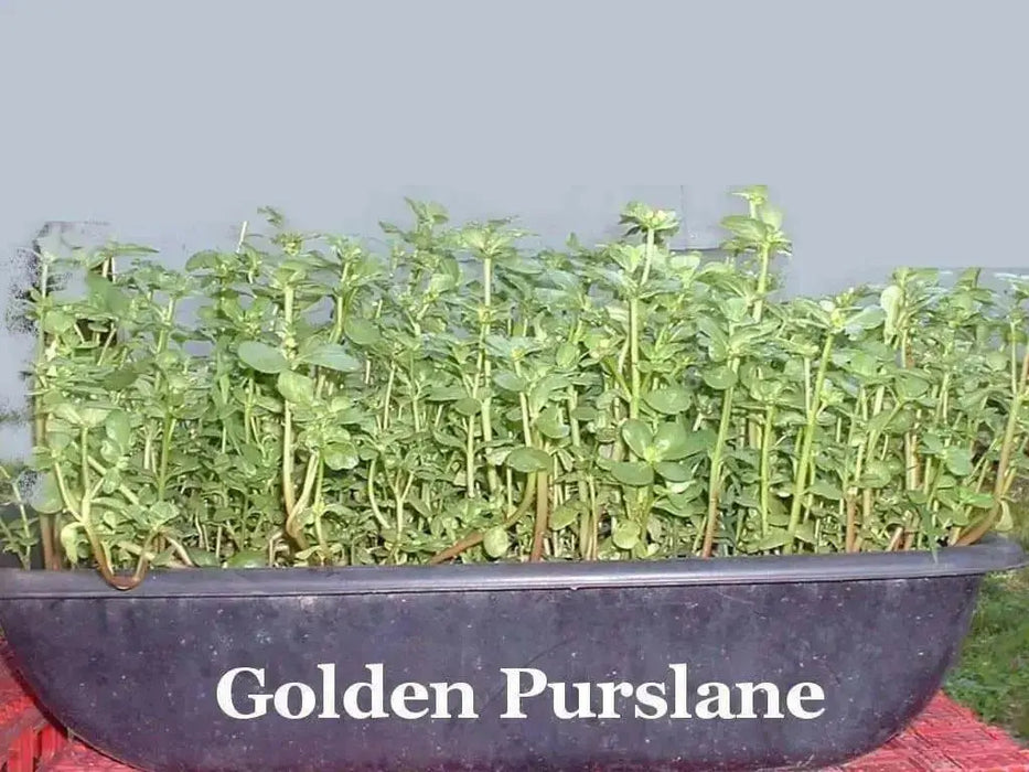 Golden Purslane Seeds ,Succulent  Herb - Caribbean garden seed