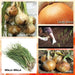 Golden Yellow Onion Plant Mix, All yellow team, you will just love. - Caribbean garden seed