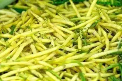 Golden Wax Beans - Phaseolus vulgariss (Bush) Seeds,Top Notch - Caribbean garden seed