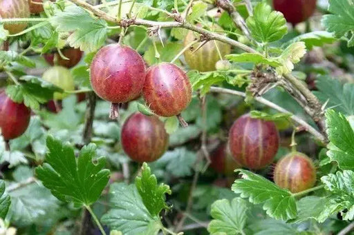 Gooseberry ‘Pixwell’ (Live plants) Perennial Vine, Shrub - Caribbean garden seed
