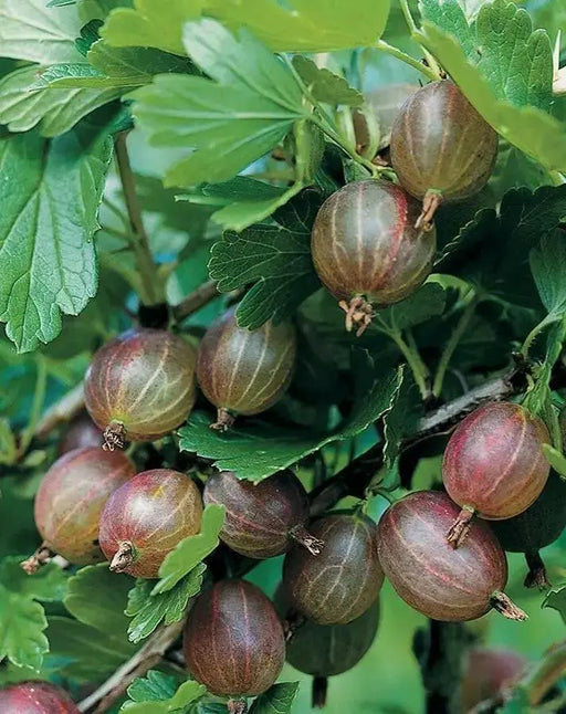 Gooseberry ‘Pixwell’ (Live plants) Perennial Vine, Shrub - Caribbean garden seed