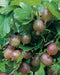 Gooseberry ‘Pixwell’ (Live plants) Perennial Vine, Shrub - Caribbean garden seed
