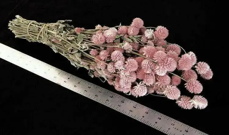 Gomphrena ,Globe Amaranth ,flowers SEED (Salmon-) ANNUAL - Caribbean garden seed