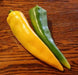 Golden Treasure, PEPPER SEEDS (Capsicum annuum) Italian heirloom , - Caribbean garden seed