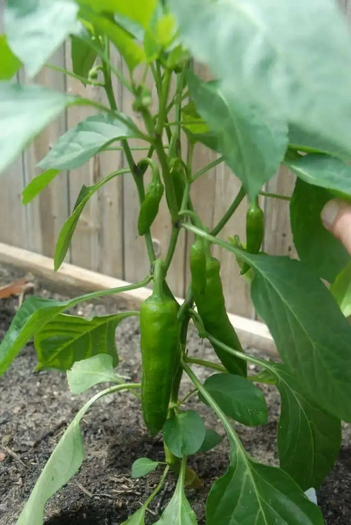 Golden Treasure, PEPPER SEEDS (Capsicum annuum) Italian heirloom , - Caribbean garden seed
