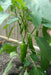 Golden Treasure, PEPPER SEEDS (Capsicum annuum) Italian heirloom , - Caribbean garden seed