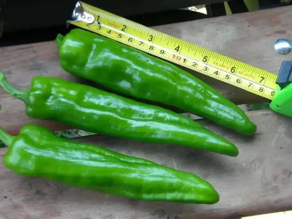 Golden Treasure, PEPPER SEEDS (Capsicum annuum) Italian heirloom , - Caribbean garden seed