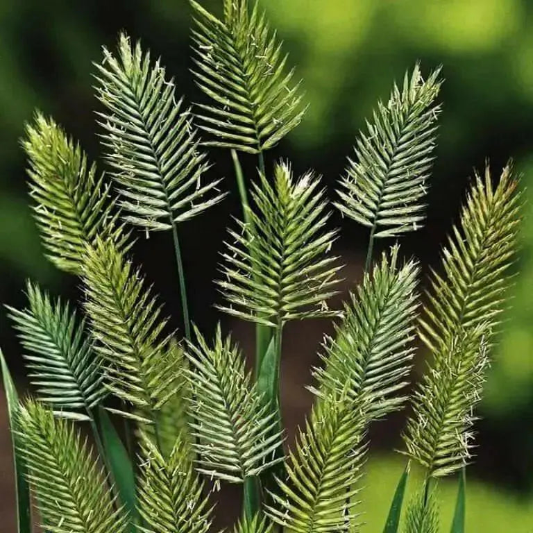 Grass Seeds - Wangenheimia Vulcan(Wangenheimia lima Vulcan) Rare Perennial Grass ! - Caribbean garden seed