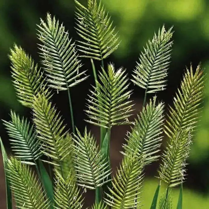 Grass Seeds - Wangenheimia Vulcan(Wangenheimia lima Vulcan) Rare Perennial Grass ! - Caribbean garden seed