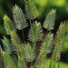Grass Seeds - Wangenheimia Vulcan(Wangenheimia lima Vulcan) Rare Perennial Grass ! - Caribbean garden seed