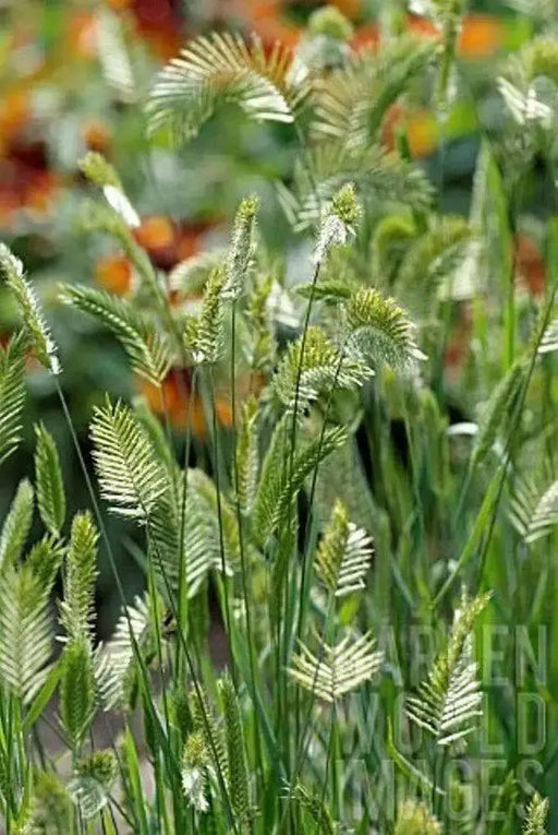 Grass Seeds - Wangenheimia Vulcan(Wangenheimia lima Vulcan) Rare Perennial Grass ! - Caribbean garden seed