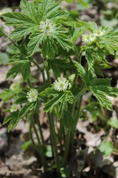 Goldenseal Bareroot - Caribbean garden seed