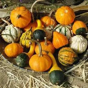 Gourd Seeds, Goblin Eggs Mix - Caribbean garden seed