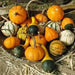 Gourd Seeds, Goblin Eggs Mix - Caribbean garden seed