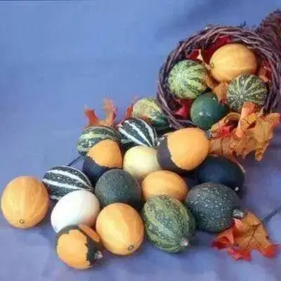 Gourd Seeds, Goblin Eggs Mix - Caribbean garden seed