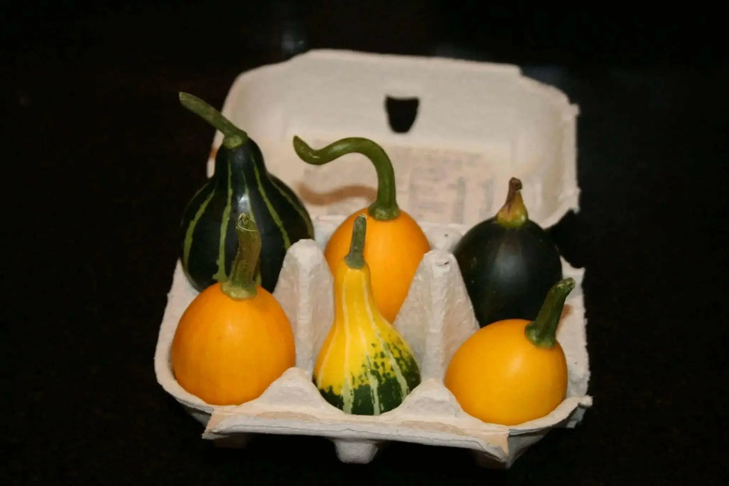 Gourd Seeds, Goblin Eggs Mix - Caribbean garden seed