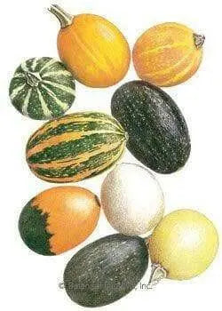 Gourd Seeds, Goblin Eggs Mix - Caribbean garden seed