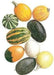 Gourd Seeds, Goblin Eggs Mix - Caribbean garden seed