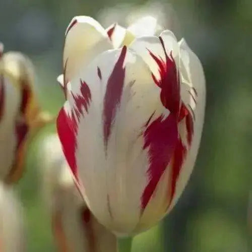 Grand Perfection Tulip Bulbs -  Fall Planting Bulbs! - Caribbean garden seed