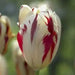 Grand Perfection Tulip Bulbs -  Fall Planting Bulbs! - Caribbean garden seed