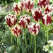 Grand Perfection Tulip Bulbs -  Fall Planting Bulbs! - Caribbean garden seed
