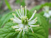 Goldenseal Herb Seeds - Caribbean garden seed
