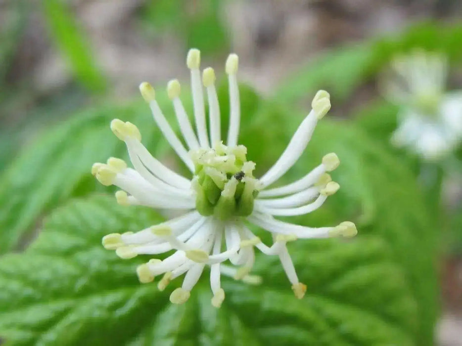 Goldenseal Herb Seeds - Caribbean garden seed